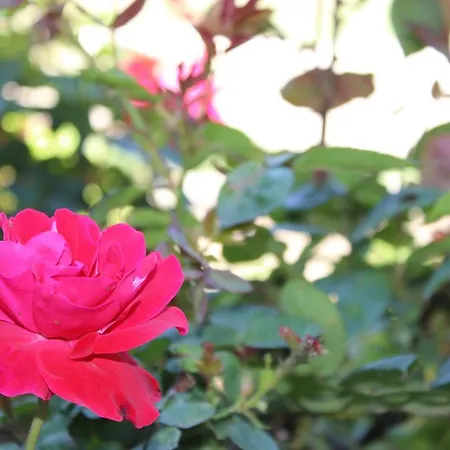 Rural Casa De S. Pedro Castelo de Paiva