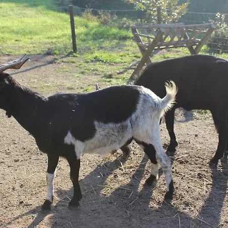 Rural Casa De S. Pedro 3* Castelo de Paiva