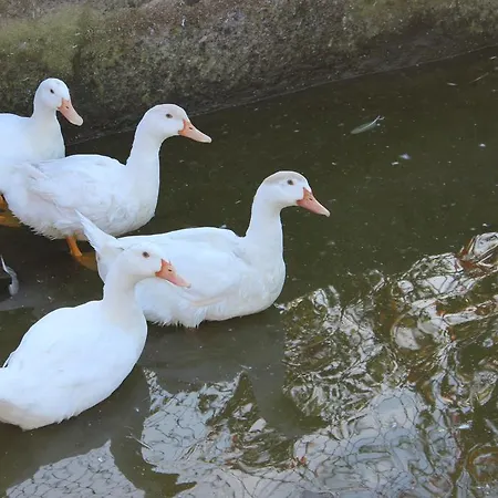 Rural Casa De S. Pedro Castelo de Paiva