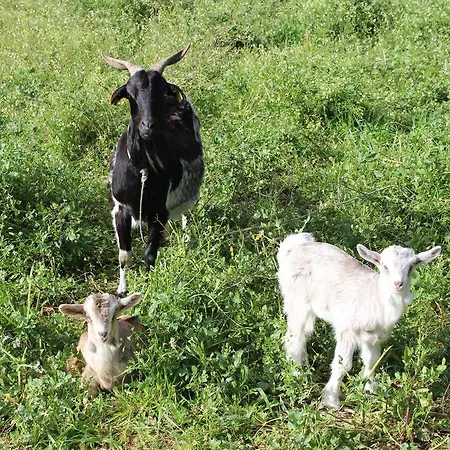 Rural Casa De S. Pedro Hotel