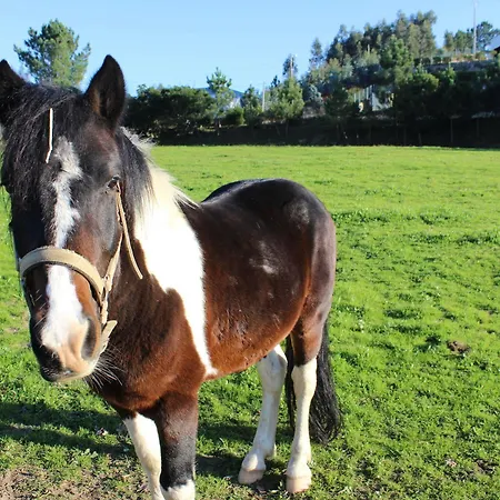 Hotel Rural Casa De S. Pedro Castelo de Paiva