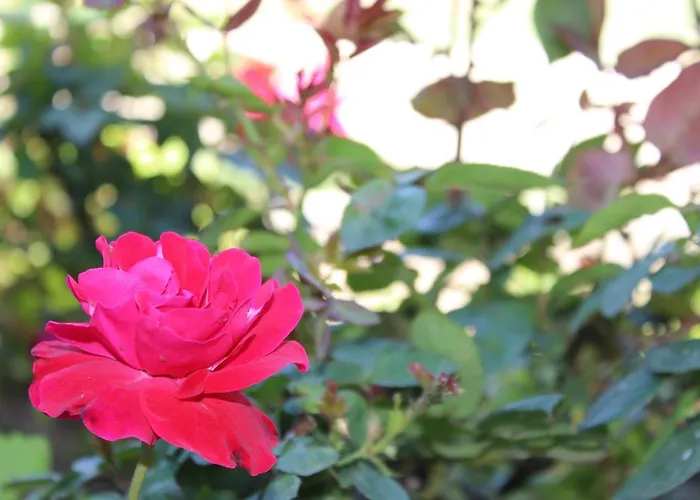 Rural Casa De S. Pedro Castelo de Paiva