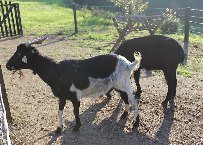 Rural Casa De S. Pedro 3* Castelo de Paiva