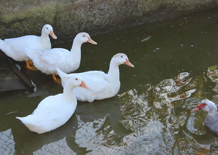 Rural Casa De S. Pedro Castelo de Paiva
