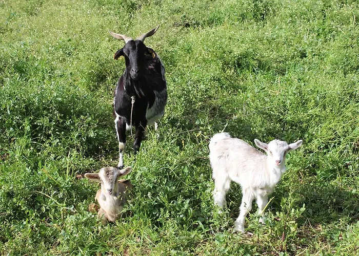 Rural Casa De S. Pedro Hotel